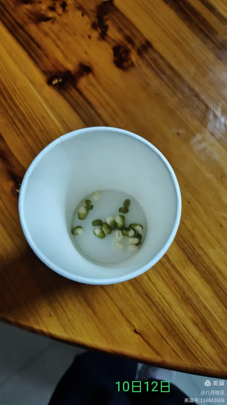 绿豆的发芽过程